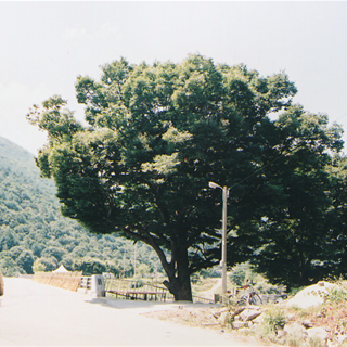 주문리 느티나무(정자목)